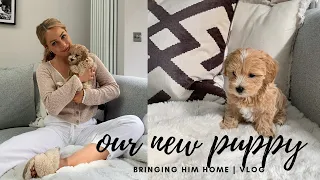 WE GOT A PUPPY | BRINGING HOME OUR TOY MALTIPOO