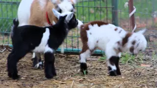 Baby Goats Playing and Jumping!
