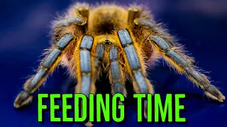 Feeding FAST Spiders & Tarantulas!