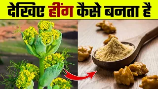 देखिए हींग कैसे बनता है |  Hing Kaise Banta Hai | Hing Making Process | Asafoetida Making & Farming