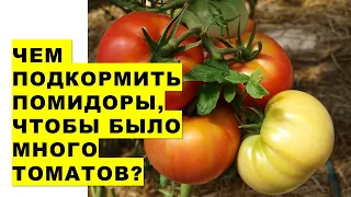 Чим таким секретним підгодувати помідори, щоби було багато томатів? Графік підживлення помідорів