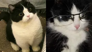 Try Not To Laugh 🤣 New Funny Cats Video 😹 - MeowFunny Part 25