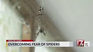 How to overcome the fear of spiders?