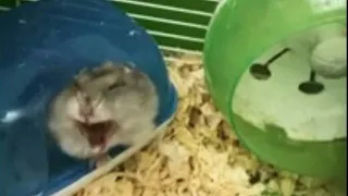 Cute sleepy hamsters😪🐹Как хомяк зевает