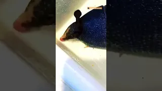 Baby Armadillo Jumps Into Her Mom's Showers | The Dodo