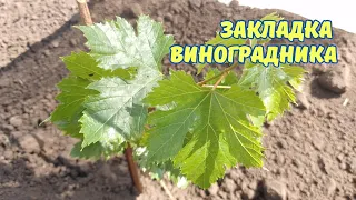 КОМПАКТНЫЙ ВИНОГРАДНИК, все размеры.