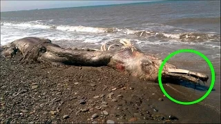 Top 6 Mysterious Sea Creatures Caught on Film