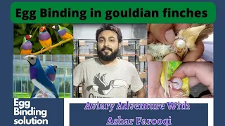 Egg Binding In gouldian Finch | How to Remove The Egg | A short Video About Egg Binding | Random Vid