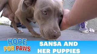 Sansa & puppies: Rescuing a homeless family from under a house.  Please share  :-) #dog