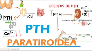 Hormona Paratiroidea PTH
