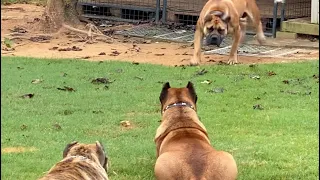 Female South African Boerboel against 2 Presa Canario’s