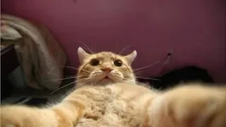 Top Funny Cat Videos - Funny Cats 2018