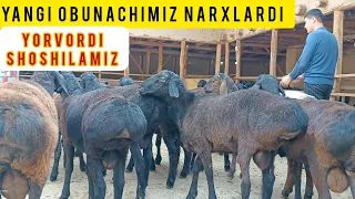 TOJIK QOʻZI NARXLARI TUSHTI SHOSHILAMIZ