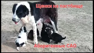 Щенки аборигенных САО Таджикистана саги дахмарда  на пастбище. Отара Абдурахмона Мирзорахимова -2024