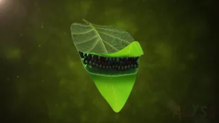 Photosynthesis