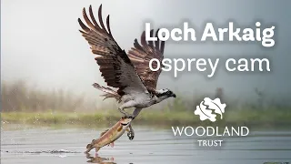 Male osprey brings nine fish in one day to family - Loch Arkaig Osprey Cam (2020)