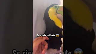 Los tucanes son las aves MÁS RARAS que existen 😱😳 #aves #tucan #sabiasque #animales #shorts