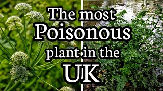 Hemlock water dropwort- The most poisonous plant in the UK