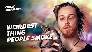 Why Are People Smoking Cane Toad Poison?