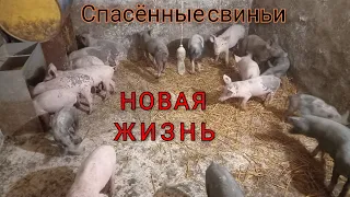 Переезд с  летнего лагеря в новый свинарник