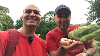 LIVE Wild Parrots of London 2 Jun 2019 | Discover PARROTS