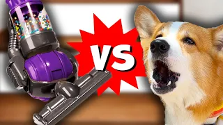 SILLY CORGI SUPER SCARED OF VACUUM | Hammy and Olivia Compilation