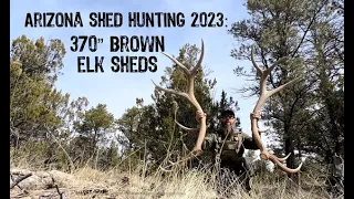 Arizona Shed Hunting 2023: Brown Elk Sheds