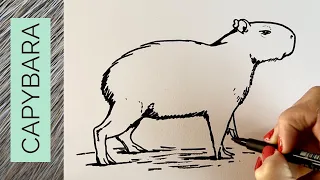 Easy realistic CAPYBARA drawing