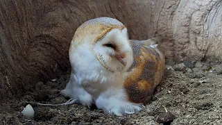 Barn Owl Dad Makes Fuss of Mum After 1st Chick Hatches | Gylfie & Dryer | Robert E Fuller