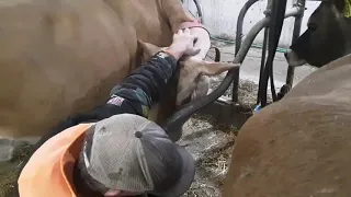 Washing the Milk Tank and Feeding Calves