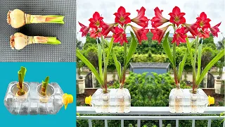 Super Red Lilies bloom. The idea growing flowers red lilies bloom brightly on balcony