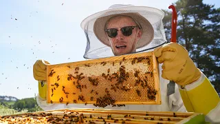 Vietin päivän mehiläistarhaajana! (RONI OIKEISSA TÖISSÄ)