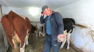 Корова як бізнес в Україні (Хто ще тримає корів)