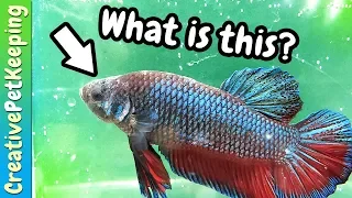 Mysterious betta fish skin disease