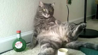 60 FUNNY ANIMAL VIDEOS that will make you LAUGH ALL DAY LONG - TRY not to DIE out of LAUGHING!