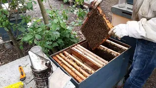 O familie intrata in frigurile roitului - O fac o super familie de albine , pentru un eventual cules