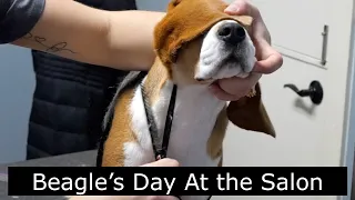 Dog Grooming: Beagle Gets A Show Grooming