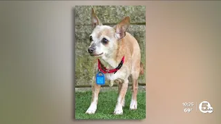 Cleveland APL Pet of the Weekend: Little Orphan Annie, a 15-year-old chihuahua