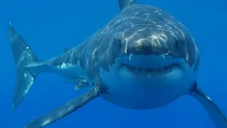 Are Sharks Blind Or Deaf? #fastfacts.