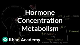 Hormone concentration metabolism and negative feedback | NCLEX-RN | Khan Academy