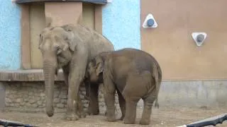 Маленький слоненок. Слониха кормит слоненка. baby elephant, ZOO