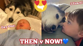 3 Year Story Of My Husky & Baby Becoming Best Friends!!