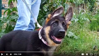 УМНЫЕ ГЛАЗА ДАНЫ. Щенок немецкой овчарки 3 мес.German Shepherd Puppy.Odessa.