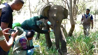 Saving a young elephant from a Hakka Patas. Aftermath