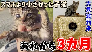 池に捨てられてた子猫にこたつをプレゼントしてみた！【#テオナナ日記 1】