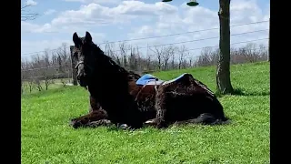 Remarkable Horse Rescue and Rehabilitation (UPDATED!)