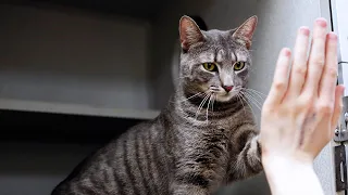 Train your cat to high five and more tips!