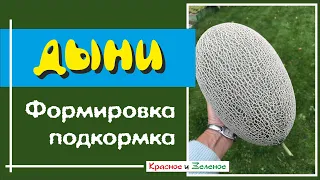 Выращивание дыни. Подкормка и формировка