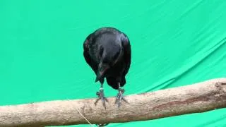 Raven - Green Screen Test