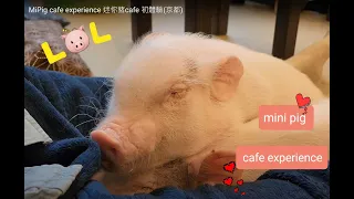 Experiencing MiPig cafe in Kyoto -京都迷你豬cafe 初體驗, 近距離接觸可愛的迷你豬們真的是很療癒呀! - 京都でミニブタカフェ体験